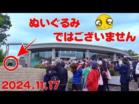 🐼【パンダ速報】雨上がりのお外でボール！癒しのの瞬間を見逃さないで！✨