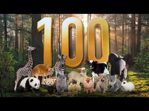 100 BABY ANIMALS FOR KIDS | AWW-INSPIRING WILDLIFE ADVENTURE FOR KIDS, TODDLER, AND PRESCHOOLER