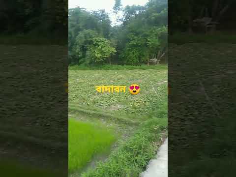 বাদাবন (সুন্দরবন)😍😘.. #youtubeshorts#shorts#short