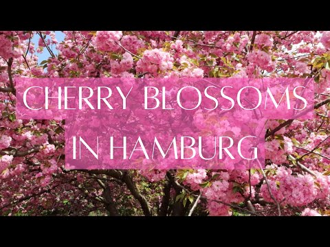 Cherry Blossoms in Hamburg: Captivating Nature's Gift | Indian traveler in Germany | Sakura 4K-HD