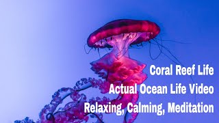 4K Beautiful Ocean Life Video with Relaxing Music for Stress Relief (Ultra HD)