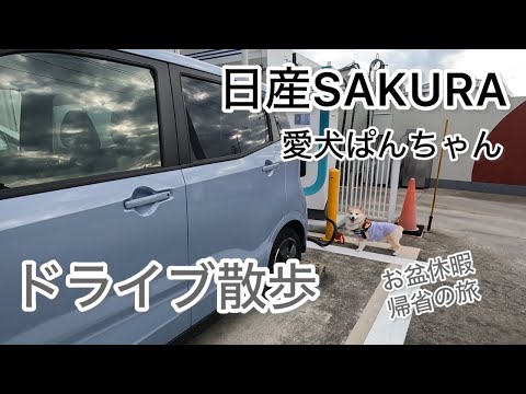 【ドライブ散歩】日産SAKURA　愛犬ぱんちゃん　ドライブ散歩　お盆休暇で実家帰省の旅～