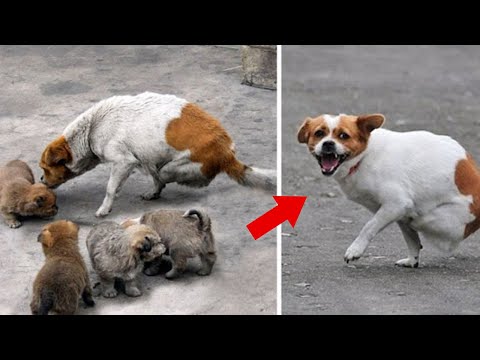 Mother Dog Abandoned by Owner, both Legs Crushed by Train, but Still Tries to Care for 4 Small Pups