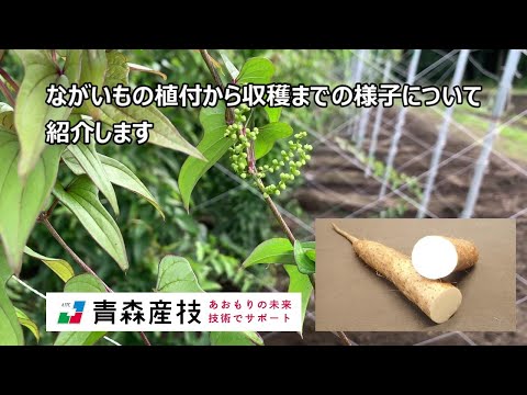 ナガイモの植付けから収穫まで【青森産技野菜研】YA19