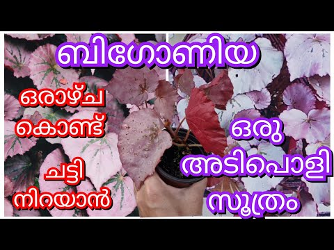 ബിഗോണിയ ചെടിയെ ഇനി ഈസിയായി വളർത്തി എടുക്കാം | gardening malayalam