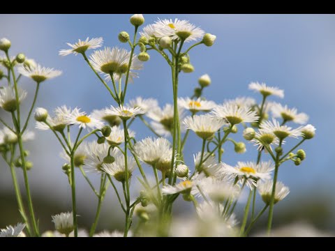 2021年 梅雨明けも間近 / Greensleeves