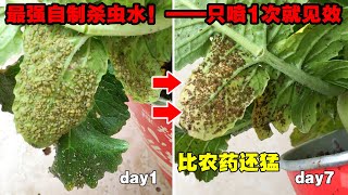 农药店最怕你知道，分享一种自制杀虫剂，只用了一次，害虫死光光！|A homemade insecticide|杀蚜虫、白粉虱、红蜘蛛等害虫