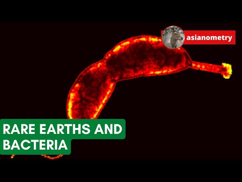 Can We Use Bacteria to Refine Rare Earths?