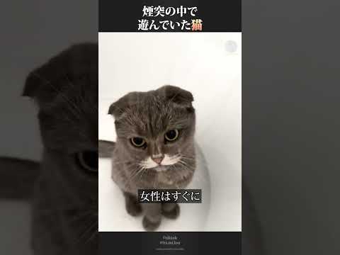 煙突の中で遊んでいた飼い猫