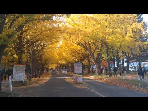 北海道大学　イチョウ並木　紅葉満開　2023年11月5日の状況です。