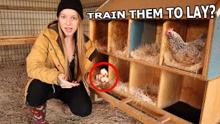 Train Chickens To Lay Where YOU Want In 2 EASY Ways 🥚🐔