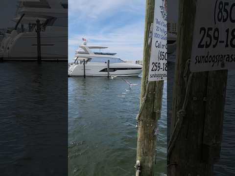 what a beautiful place!! feeding some fish and ducks! #shorts #shortvideo #shorts #destinflorida