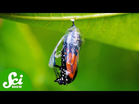 Butterflies Shouldn't Remember Being Caterpillars (But They Do)