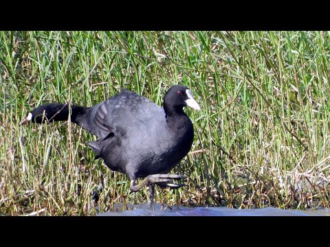 林邊鄉的白冠雞Fulica atra （2024 11 26）