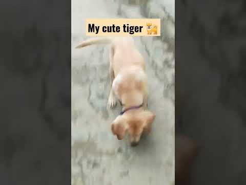 my cute #tiger #dog🐕 #short vrial# video #trending 🔥😘 🥰