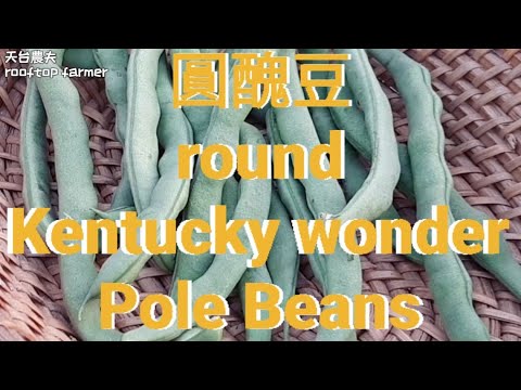 圓醜豆 round Kentucky wonder Pole Beans