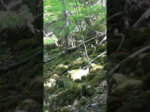 岩苔の群生地 ウノタワ 埼玉県飯能市#Shorts