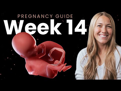 14 Weeks Pregnant | Week By Week Pregnancy