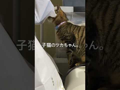 子猫のツカちゃん。なんか、やらかしましたか？ #cat