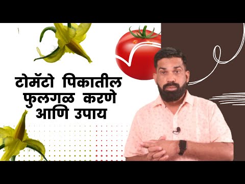 shrihari ghumare | टोमॅटो पिकातील  फुलगळीचे  कारणे  आणि  उपाय