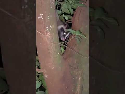 與白鼻心(果子狸)相遇!! Spotting a Formosan Gem-faced Civet!! #civet #animal #wildlife #nature