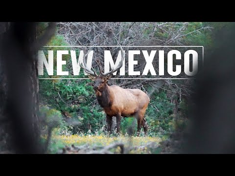 Bowhunting BULL ELK in New Mexico (Bugling Action!!)