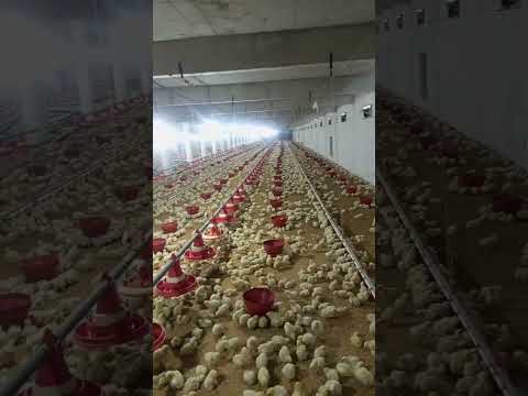 poultry farm #broilerchicks #broiler_poultry_farm #poultryfarming #chickenfarm #birdslover #chicken