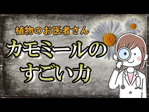 【カモミール】植物界のヒーラー的存在で万能薬といわれる理由｜植物のお医者さんと呼ばれる花【ハーブティー】