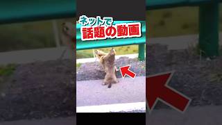 路上で大喧嘩をするマーモット #おもしろ動物動画 #かわいい動物動画 #ウッドチャック