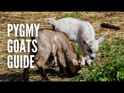 Pygmy Goats: All You Need to Know