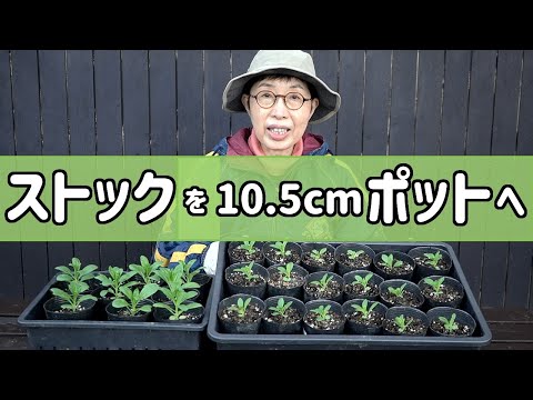 ストックキスミーを10 5cmポットに植え替え