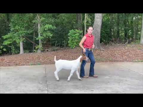 2020 4-H Farm Credit Virtual Showmanship Circuit Show #2 GoatVideo Of The Week Savannah Shepard