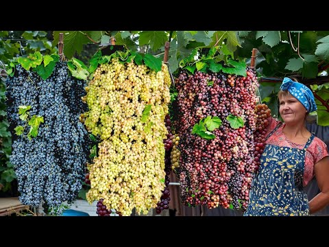 The Most Modern Agriculture Machines That Are At Another Level , How To Grapes In Farm