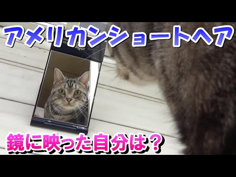 鏡に映った猫への反応（アメリカンショートヘア）