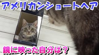 鏡に映った猫への反応（アメリカンショートヘア）