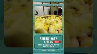 Raising baby chicks #chicken #poultry #chickenfarm #farming #broiler #poultryfarm #poultrylife