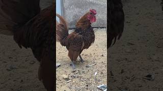 Sebright Cock #sebright #hen #birds #lovers #birdslovers #loveisgone #imranbirdsaviary