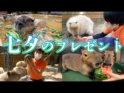 新しくなった温泉でスイカを頬張るカピバラたち