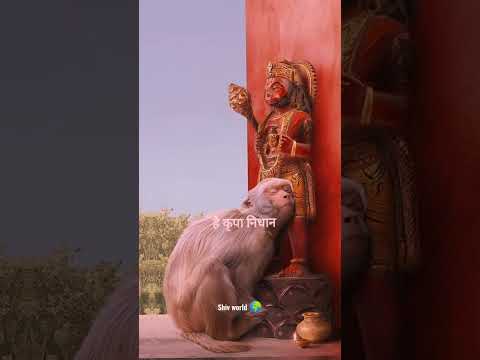 कष्ट हरो हे कृपा निधान🙏🙏#hanumanji #bajrangbali #ramram #veerhanuman #youtube #shorts