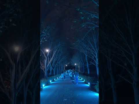 秋の夜散歩2024 / Autumn Night Walk 2024 (Shorts 5) -- かたらいのイチョウ並木 -- 国営昭和記念公園 (2024/11/24)