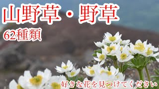 【山野草】この花なぁに　全62種類　山歩きや散策が楽しくなります