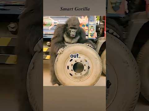 This gorilla was originally just a passenger. #comedy #futurelink