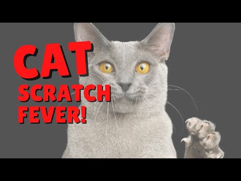 Is Cat Scratch Fever A Real Thing? | Two Crazy Cat Ladies