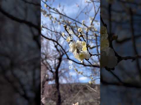 湯島天神 梅祭り 2024.2.11 #vlog