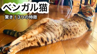 【ベンガル猫の特徴】飼いにくい？！他の猫との違いを紹介します