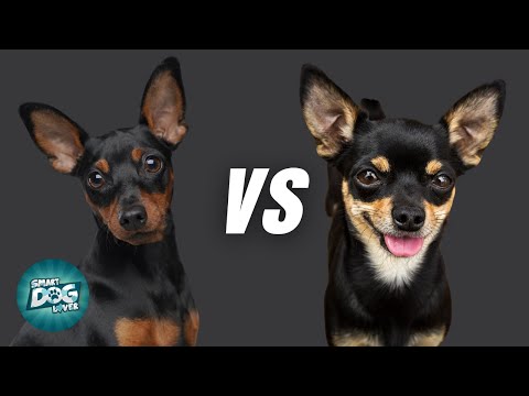 Miniature Pincher VS Chihuahua - What is the differences?