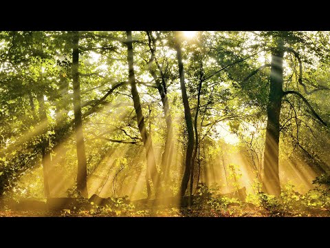 自然河水 解压放松  舒适片刻  沉静  Ambient  Music  piano music  relaxing music