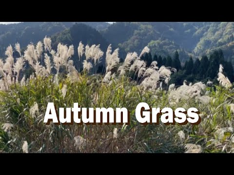 Hidden Japan   31    　  ススキ　Autumn grass