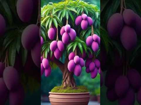 How to grow mango tree by cutting #propagatemangotree