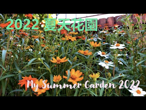 2022 夏天花園 –  My Summer Garden 2022  {種花篇 HK Gardening}